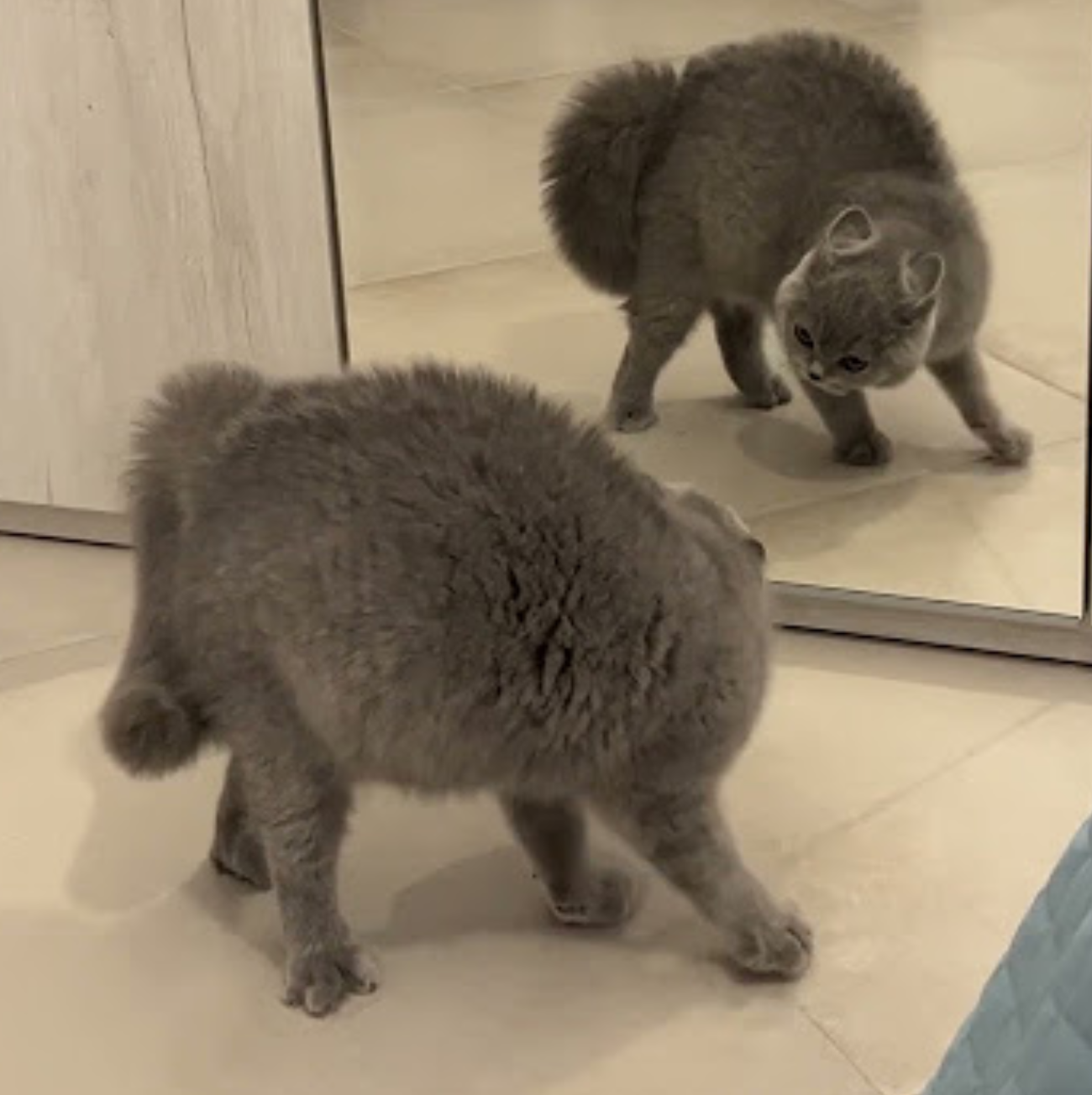 When the Mirror Talks Back: A Master Class in Missing the Point